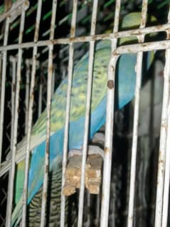 budgie,albino red eye budgie,rainbow budgie