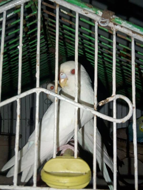 budgie,albino red eye budgie, double flower hogoromo budgie , 5