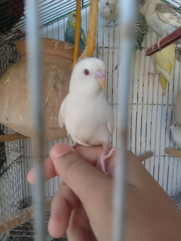 budgie,albino red eye budgie, double flower hogoromo budgie , 4