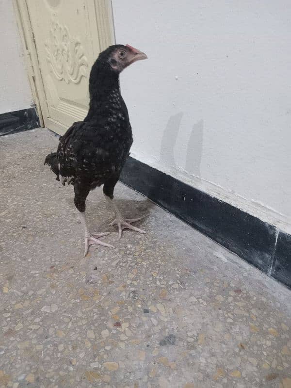 Hen for sale 4