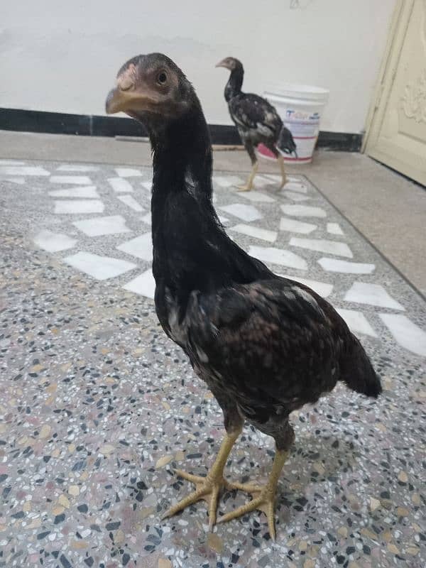 Hen for sale 5