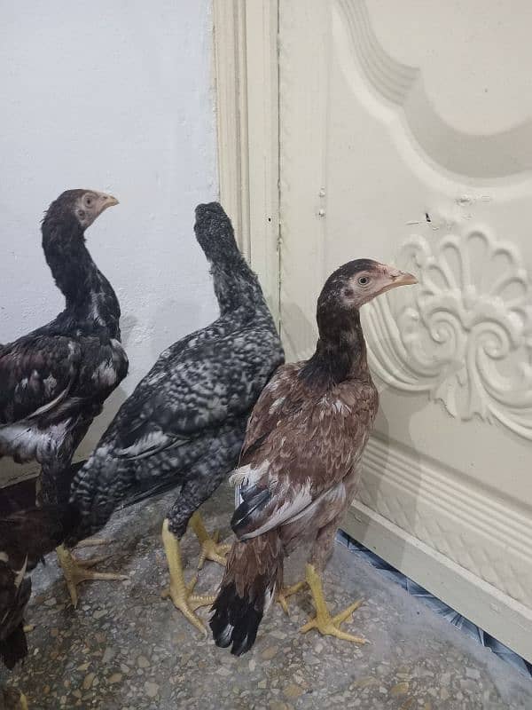 Hen for sale 7