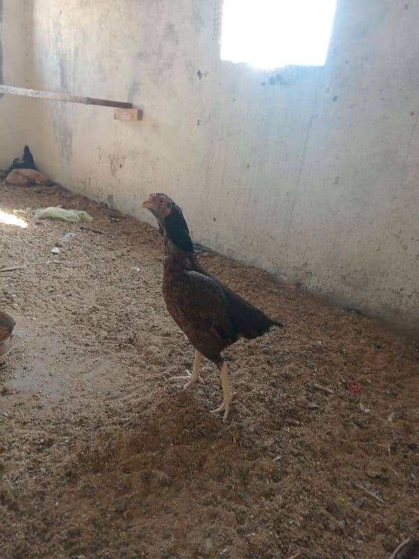 Hen for sale 9