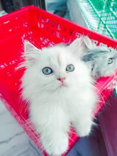 persian cat for sale 2 month age WhatsApp number 03417057463