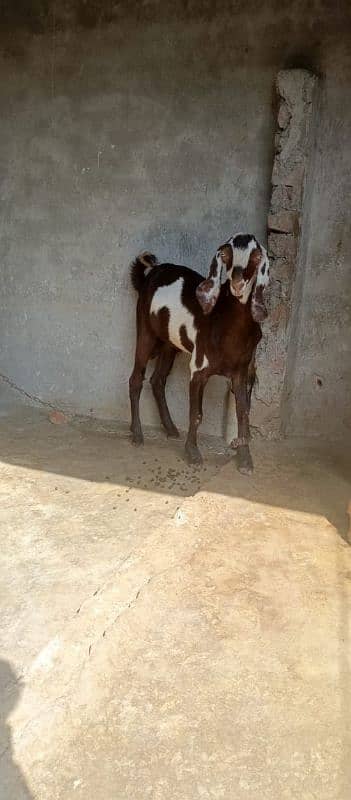 Dasi bakra 3