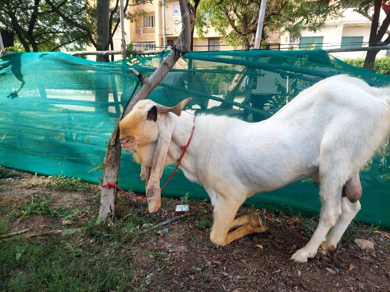 Goats | Bakra | Different type goats 4