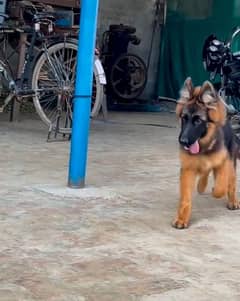 German shepherd puppies for sale / puppy / GSD / german shepherd