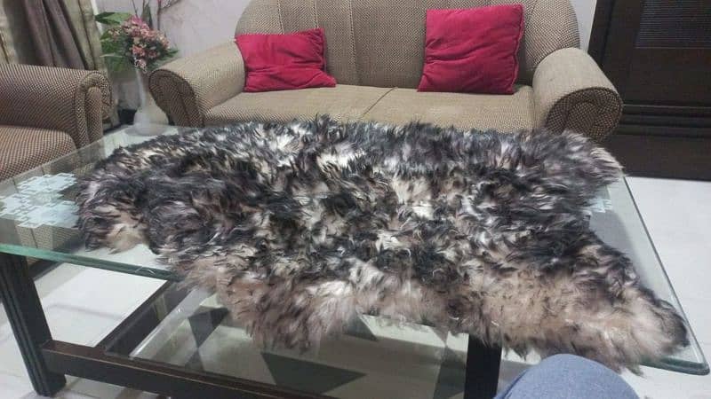 Icelandic natural gray sheep skin antique piece 1