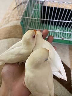 tamed lovebirds