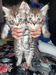 Persian kittens double coat