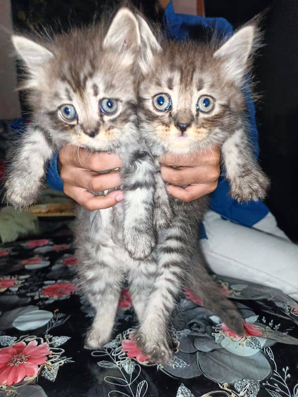 Persian kittens double coat 0