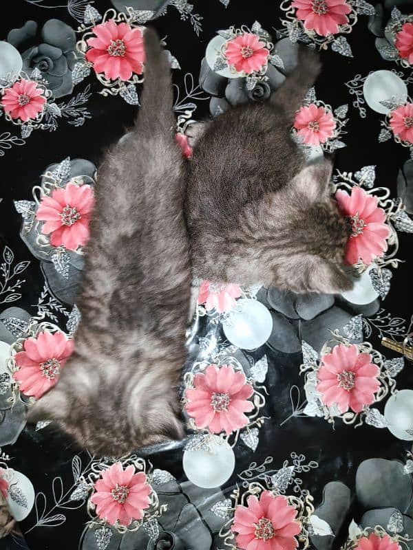 Persian kittens double coat 3