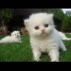 Persian kittens  gender male  age 6 weaks