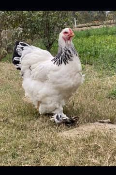 columbian brahma pair for sale