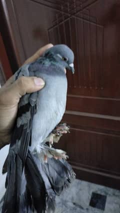 pigeons for sale