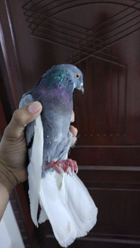 pigeons for sale 1