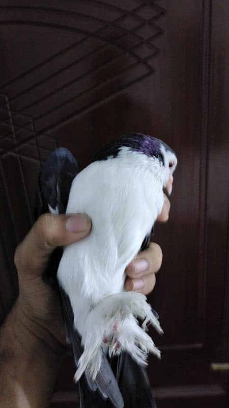 pigeons for sale 2