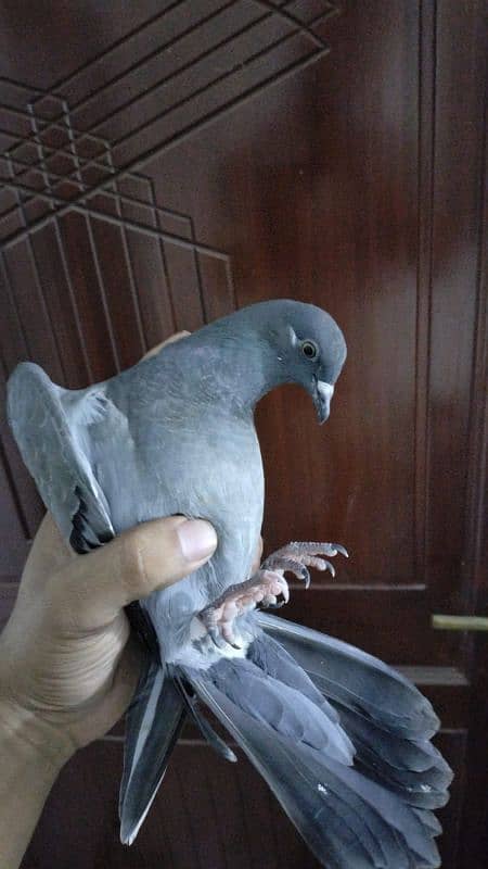 pigeons for sale 4