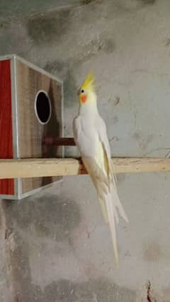 cocktail male