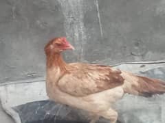 pure Aseel Hens for sale