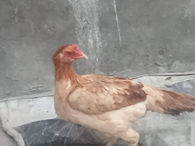 pure Aseel Hens for sale 0