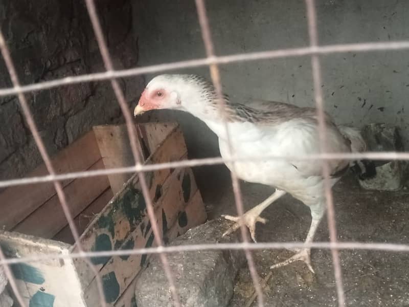 pure Aseel Hens for sale 2