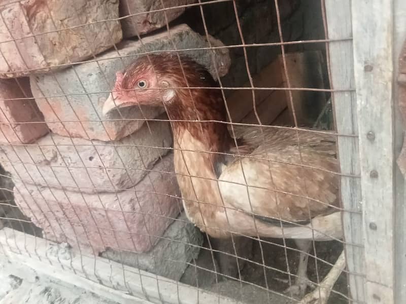 pure Aseel Hens for sale 3