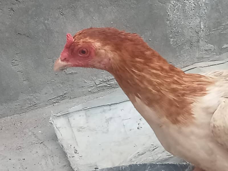 pure Aseel Hens for sale 4