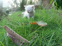 blue eyed persian cat white and grey long coat