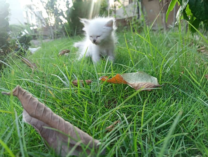 blue eyed persian cat white and grey long coat 0