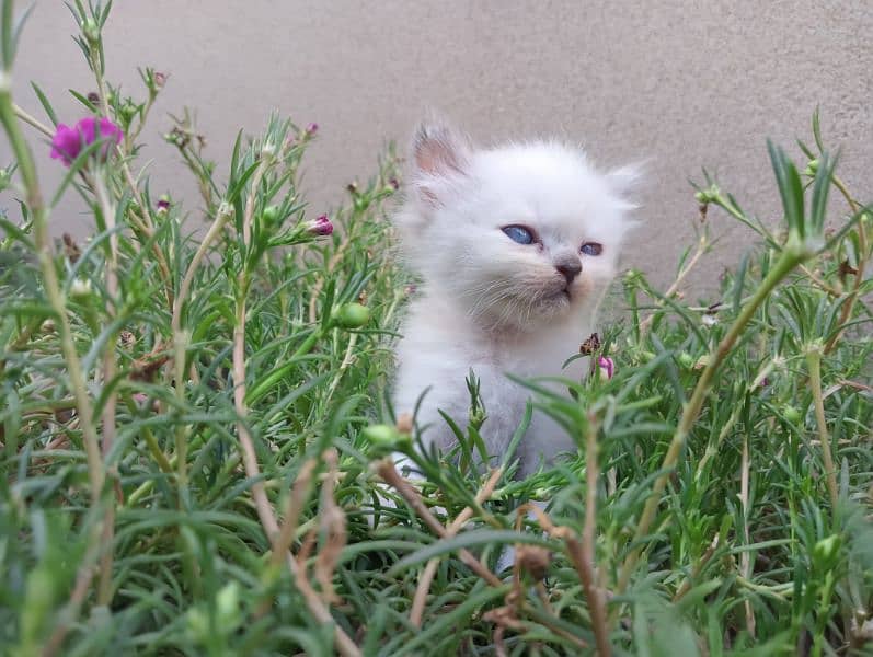 blue eyed persian cat white and grey long coat 1