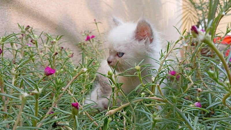 blue eyed persian cat white and grey long coat 2