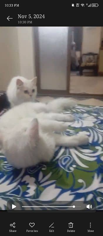 2 Persian cats urgent sale serious 2