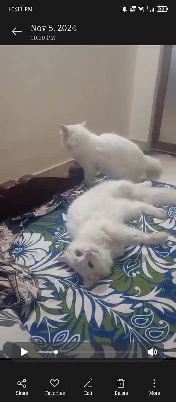 2 Persian cats urgent sale serious 1