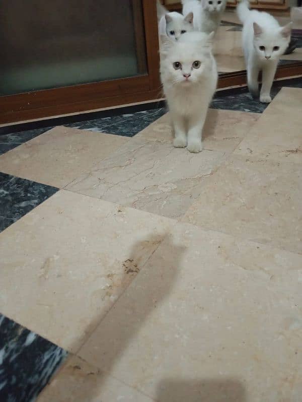 2 Persian cats urgent sale serious 3