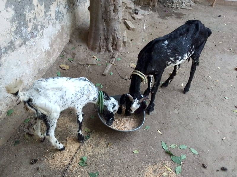 goat for sale 1