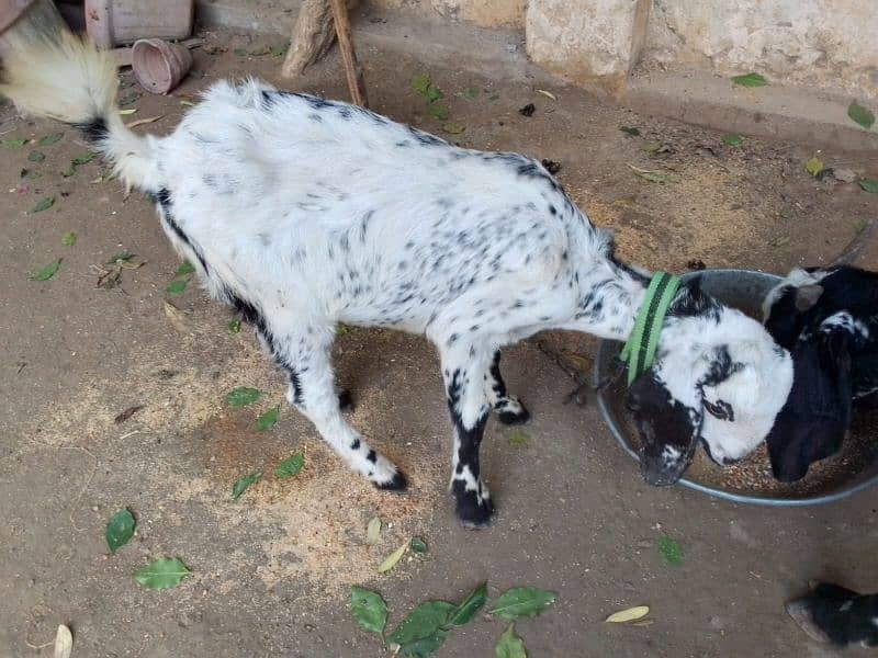 goat for sale 2