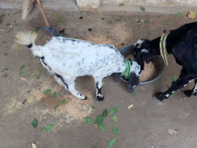 goat for sale 4