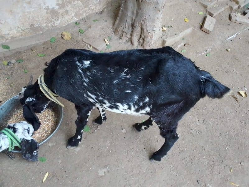 goat for sale 5