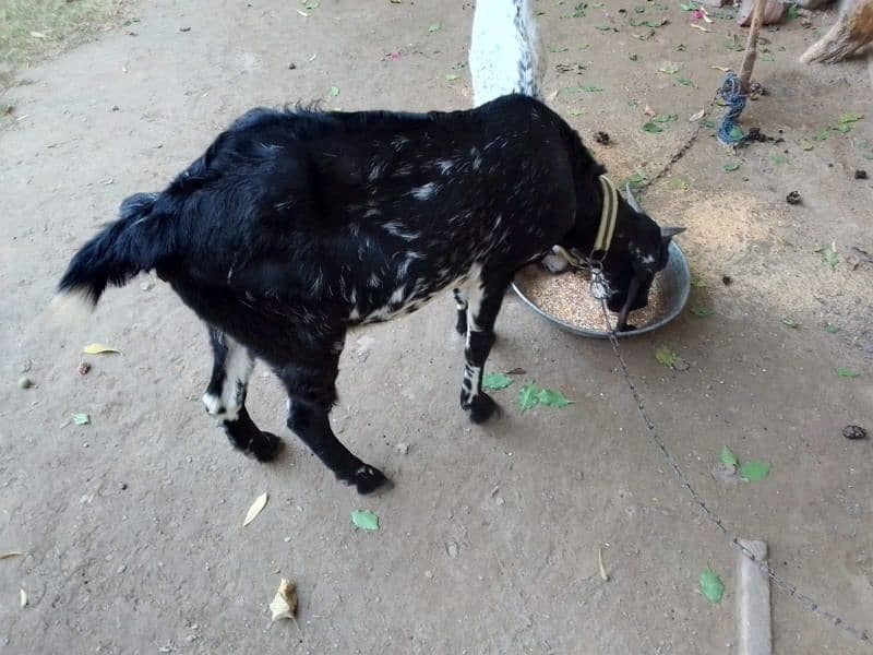 goat for sale 6