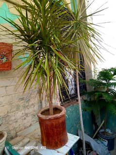 Dracaena Plant