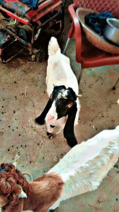 Bakra. goat. animals