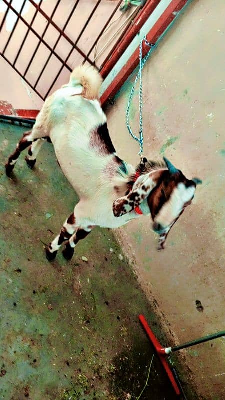 Bakra. goat. animals 2