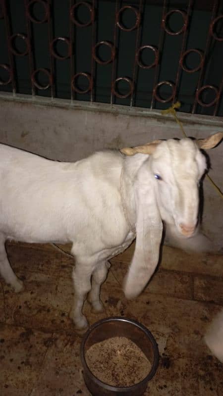 2 Goats Pure Gulabi Pair 2 Dant Urgent Sale Fix Price 0