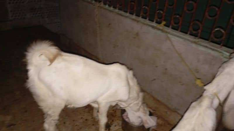 2 Goats Pure Gulabi Pair 2 Dant Urgent Sale Fix Price 1