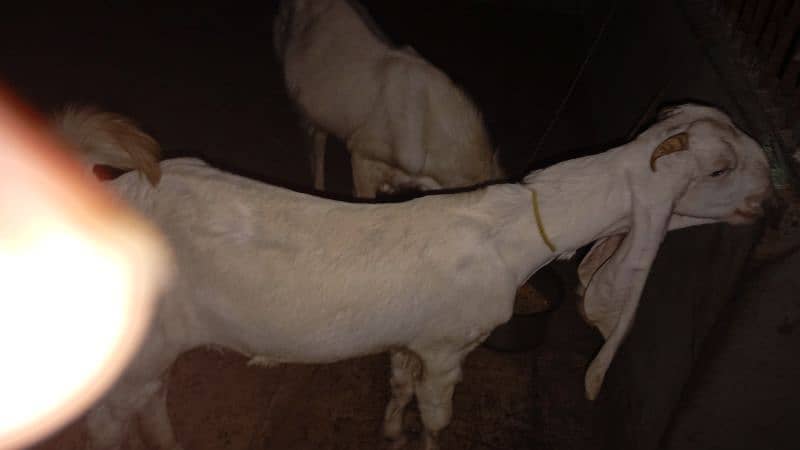 2 Goats Pure Gulabi Pair 2 Dant Urgent Sale Fix Price 2