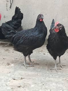 Australorp male female for sale