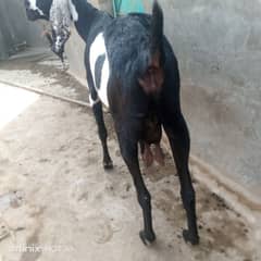 betal bakra breedar quality or 2 khasi bakry Kali dabi gaban bakri