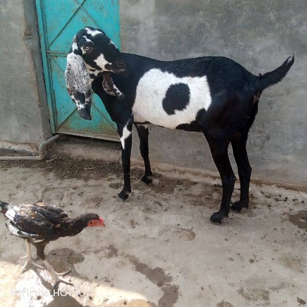 betal bakra breedar quality or 2 khasi bakry Kali dabi gaban bakri 2