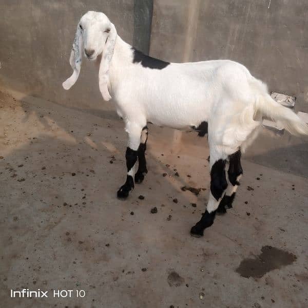 betal bakra breedar quality or 2 khasi bakry Kali dabi gaban bakri 1